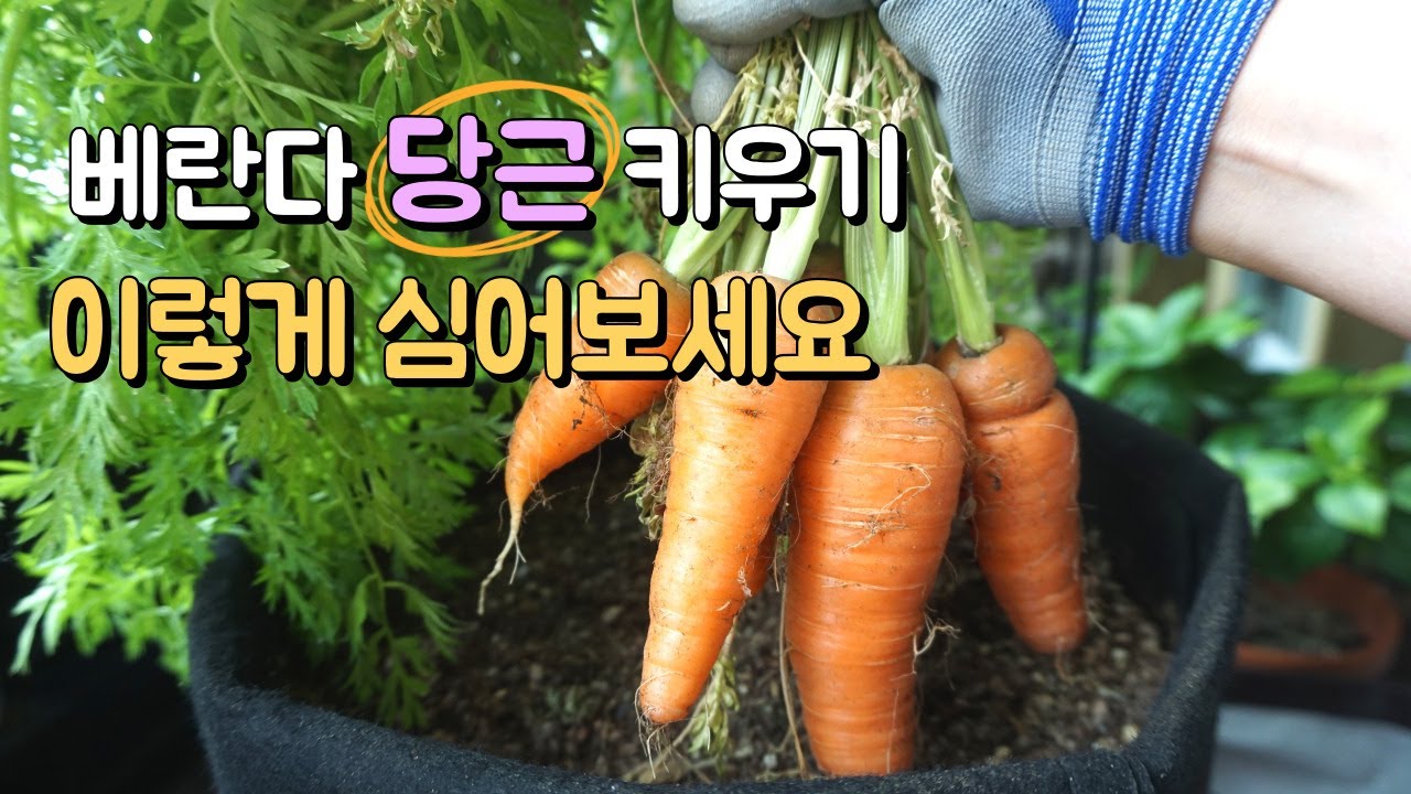 [베란다 텃밭정원] 당근 파종부터 수확까지 재배방법 / 베타카로틴 성분이 풍부한 당근과 당근잎 요리 / 홈파밍 당근키우기 Tips