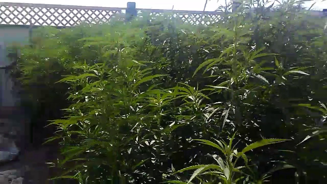 Aug12th grow2017 update killer grape and cuvee