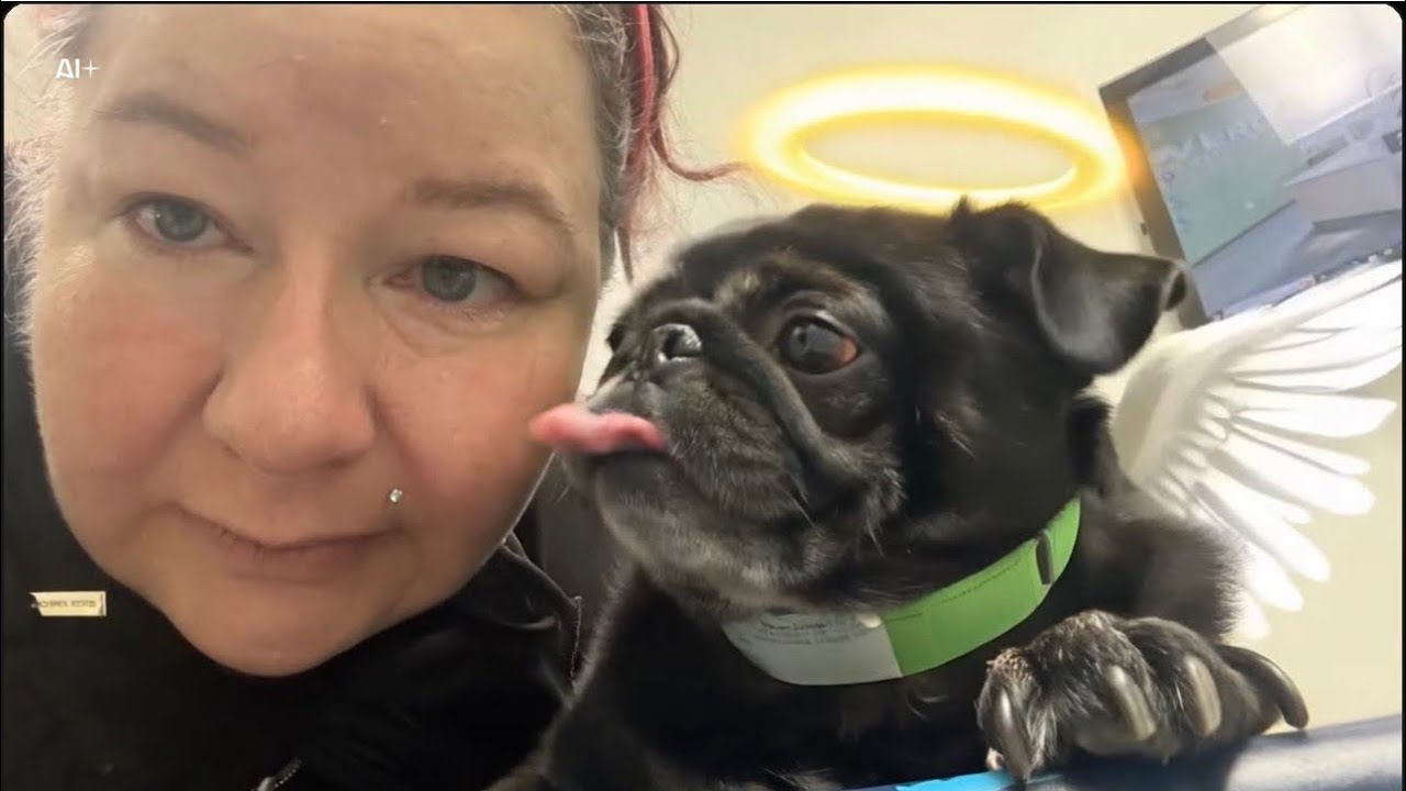 Стоит ли мне начать серию статей о горе, связанном с домашними животными? А ещё я делюсь своим по...