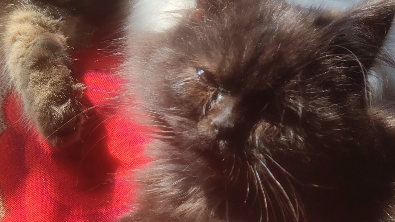 Cute Persian Cats & Kittens 🐾 is live