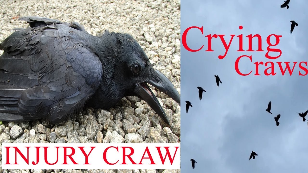 Too many Crows crying When one craw falls by  an Injury