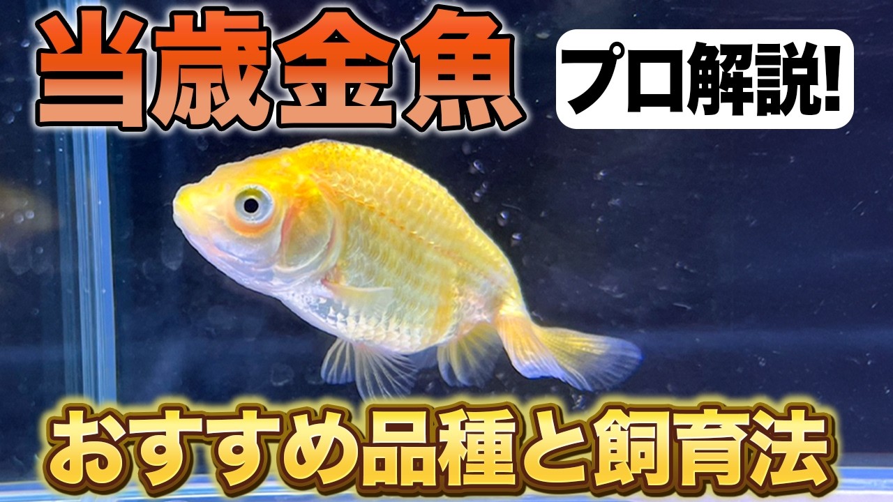 【金魚】【初心者向け】当歳金魚の飼育方法をプロが解説！【品種紹介】