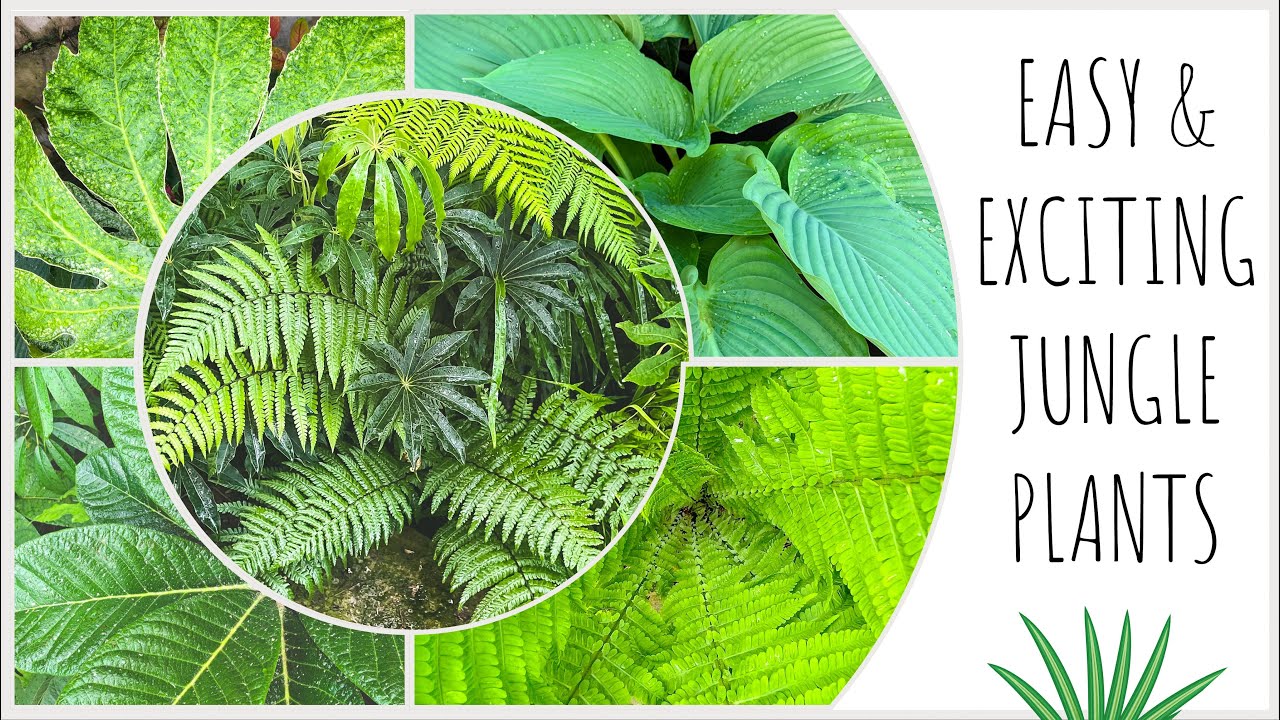 Plant Shopping for a Lush & Leafy UK Jungle Garden