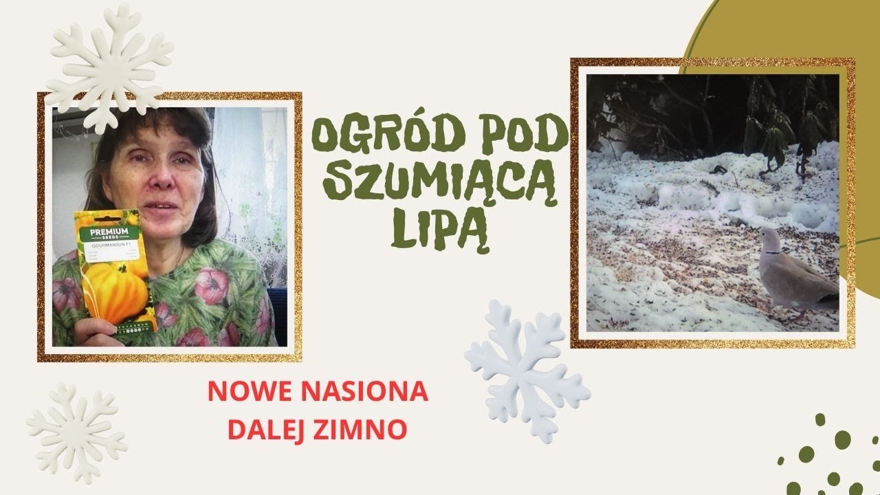 Nowe nasiona , cenne pomidory i dalej zimno.