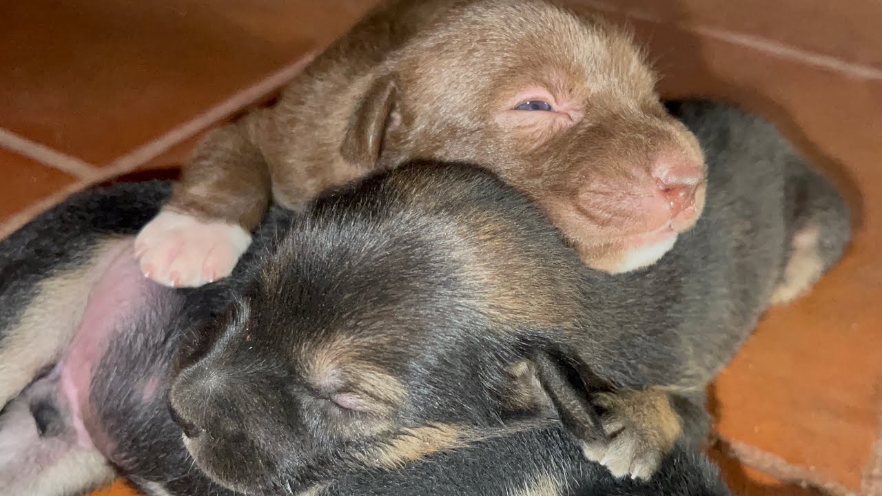 It's good for puppies that they sleep a lot| LUCY Official