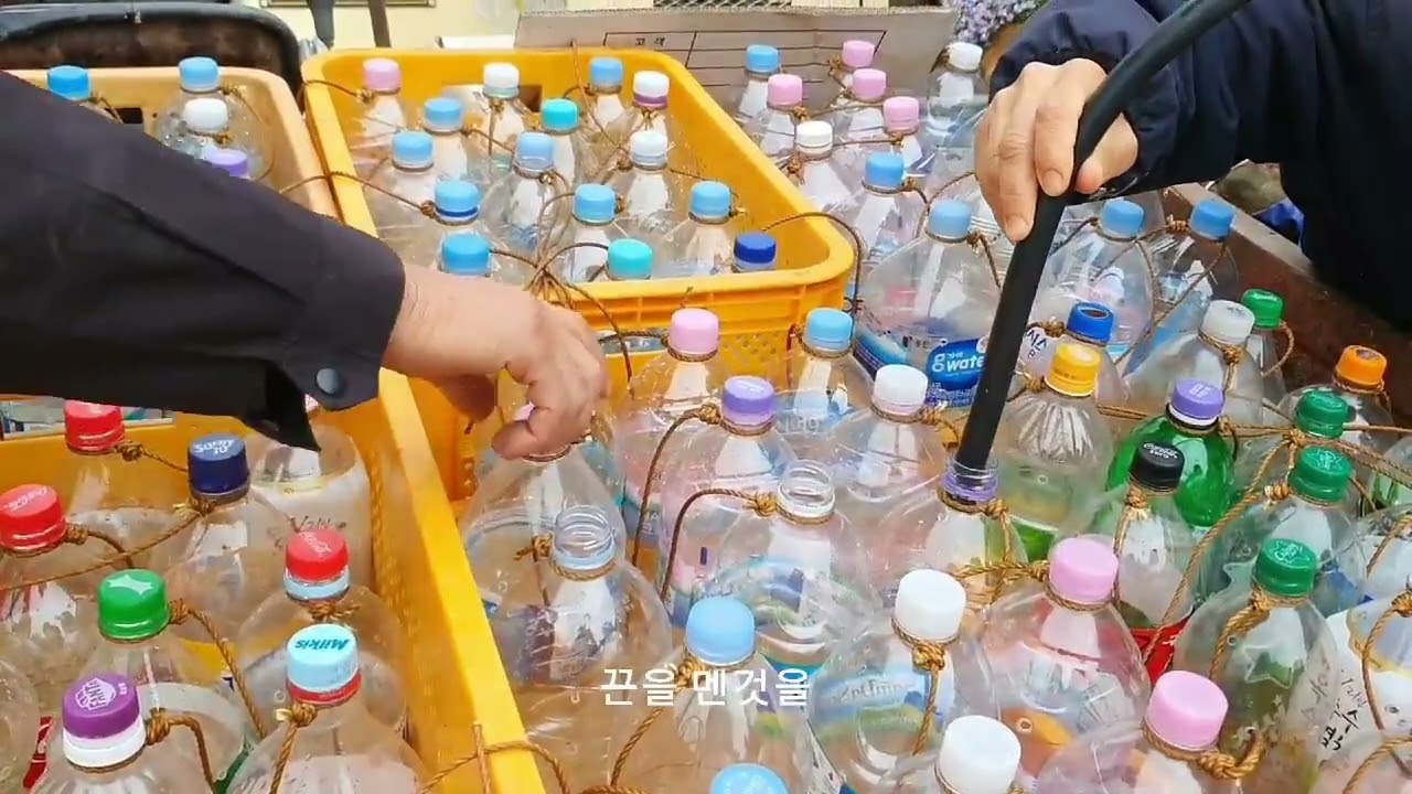 크레솔비누액을 이용한 복숭아밭 노린재 퇴치방법