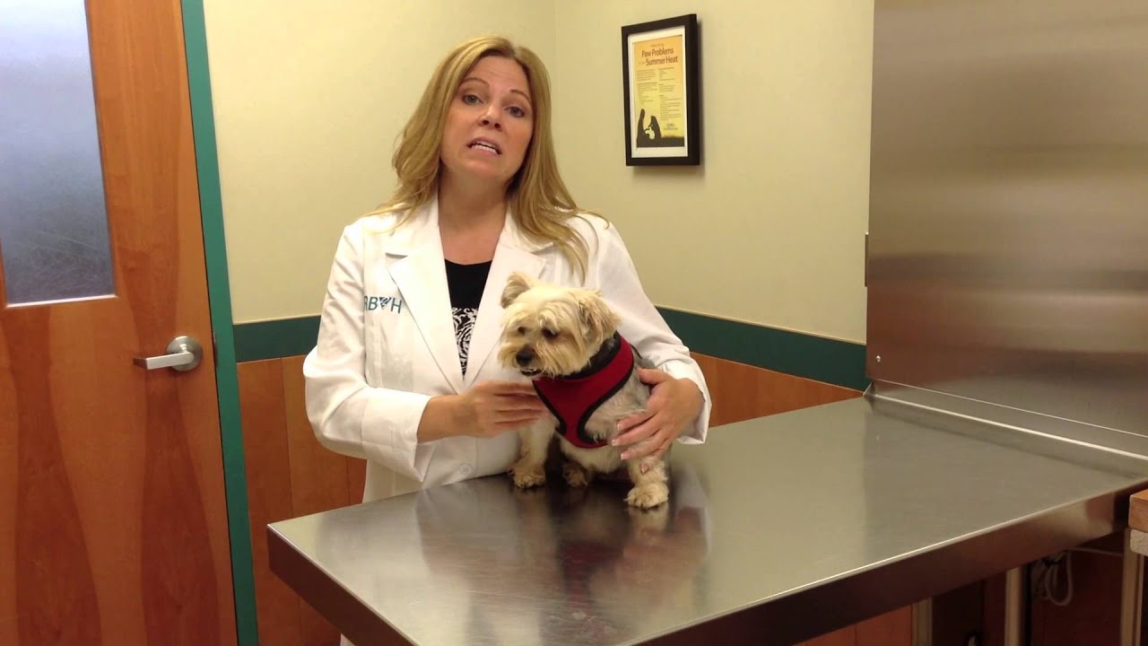 Understanding Leptospirosis in Dogs