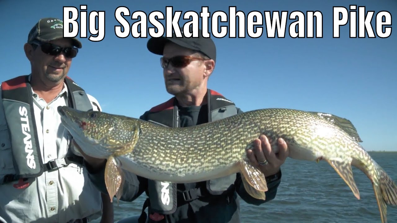 Using Swimbaits For Big Saskatchewan Pike | Fish'n Canada