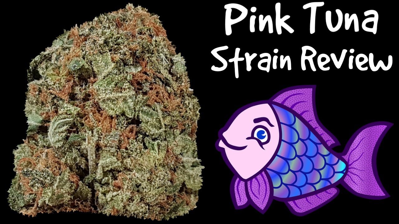 Pink Tuna OFFICIAL Strain Review 🐟🐟🐟