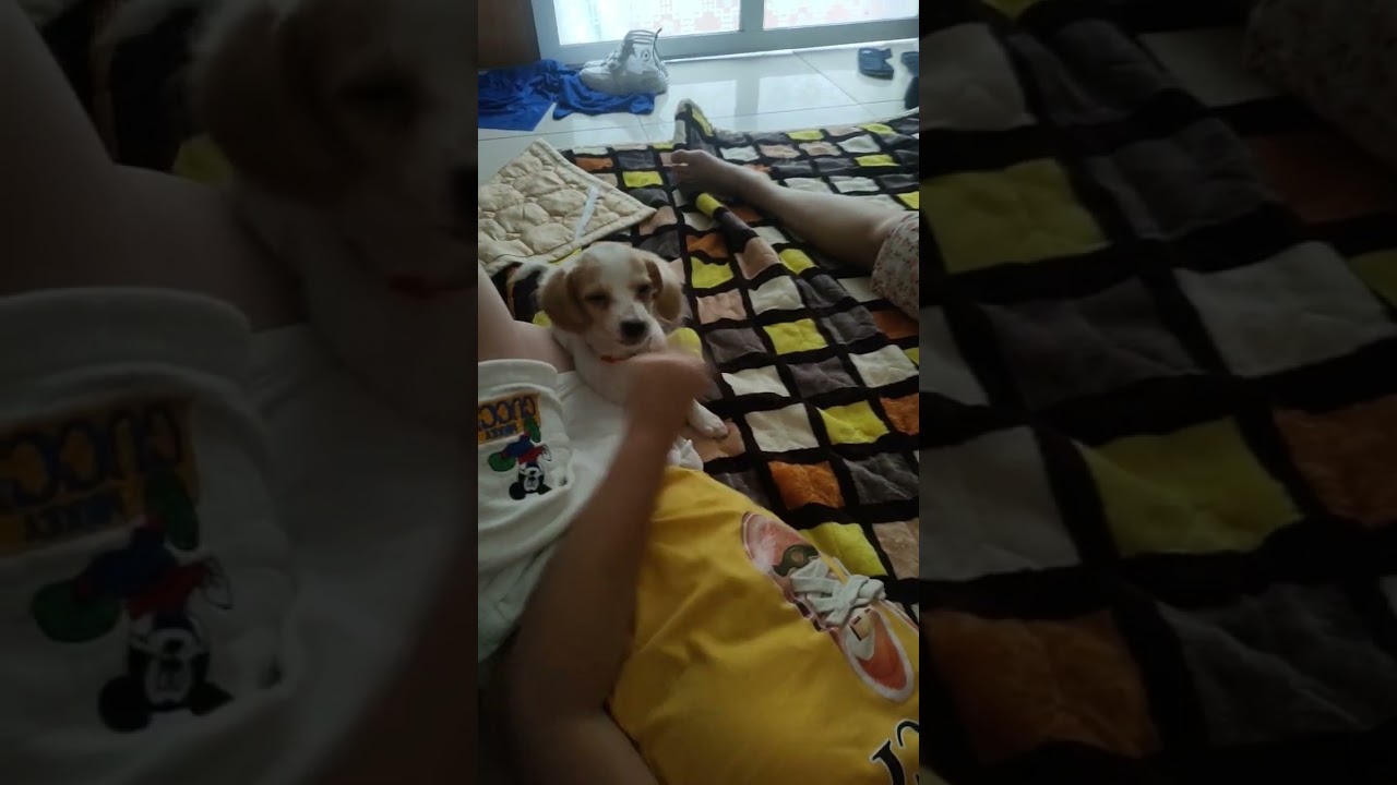 Kem dog does not want to go to sleep