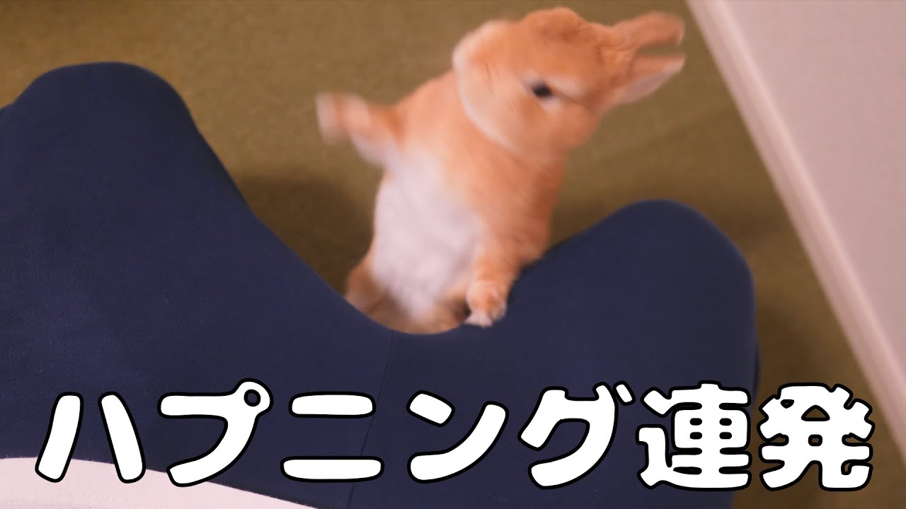 ハプニングが起きすぎて戸惑いを隠せないウサギと執事がこちらです...汗【No.293】