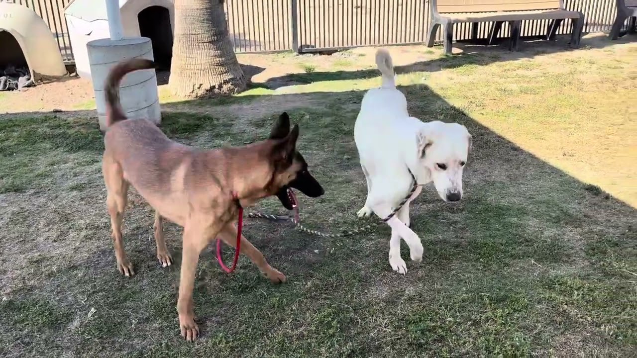 Oscar and Alto are so friendly!