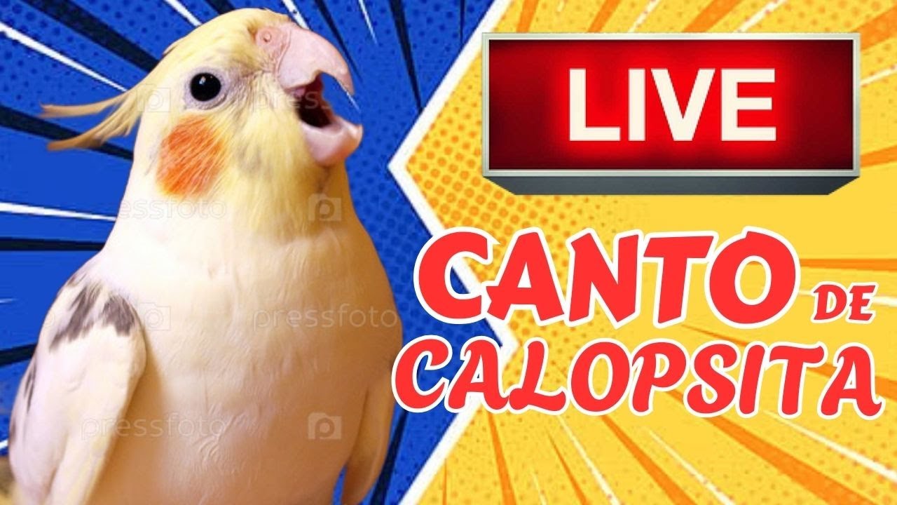 Canto de Calopsita | ASMR | Live Chat #calopsitas #calopsita