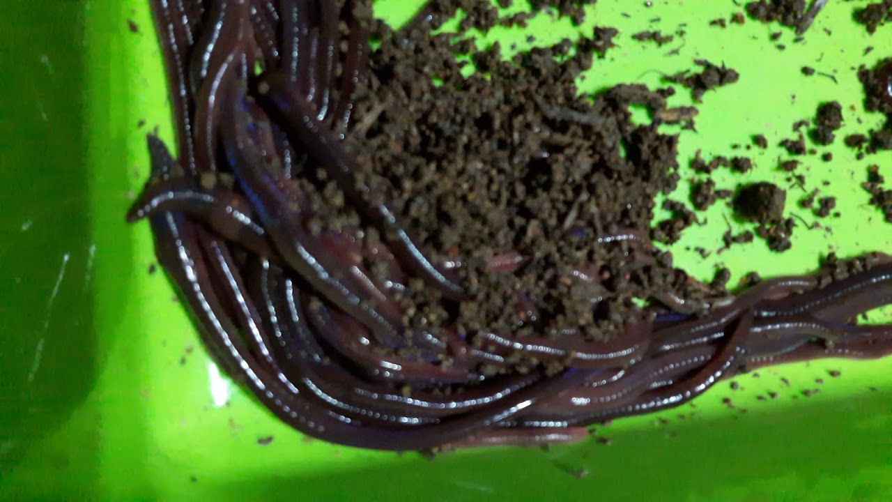 SG Composting BLUE WORM