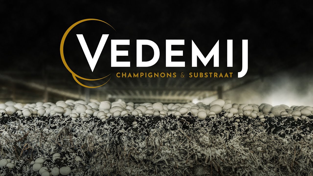 Vedemij Champignons en Substraat | Invigor