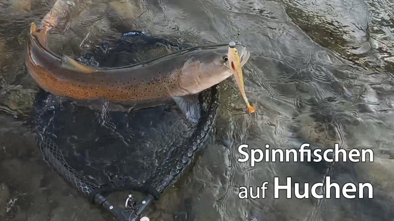 Mur - Huchen 2020 • Live BISS & DRILL • GoPro Hero 8 Black 4K Test