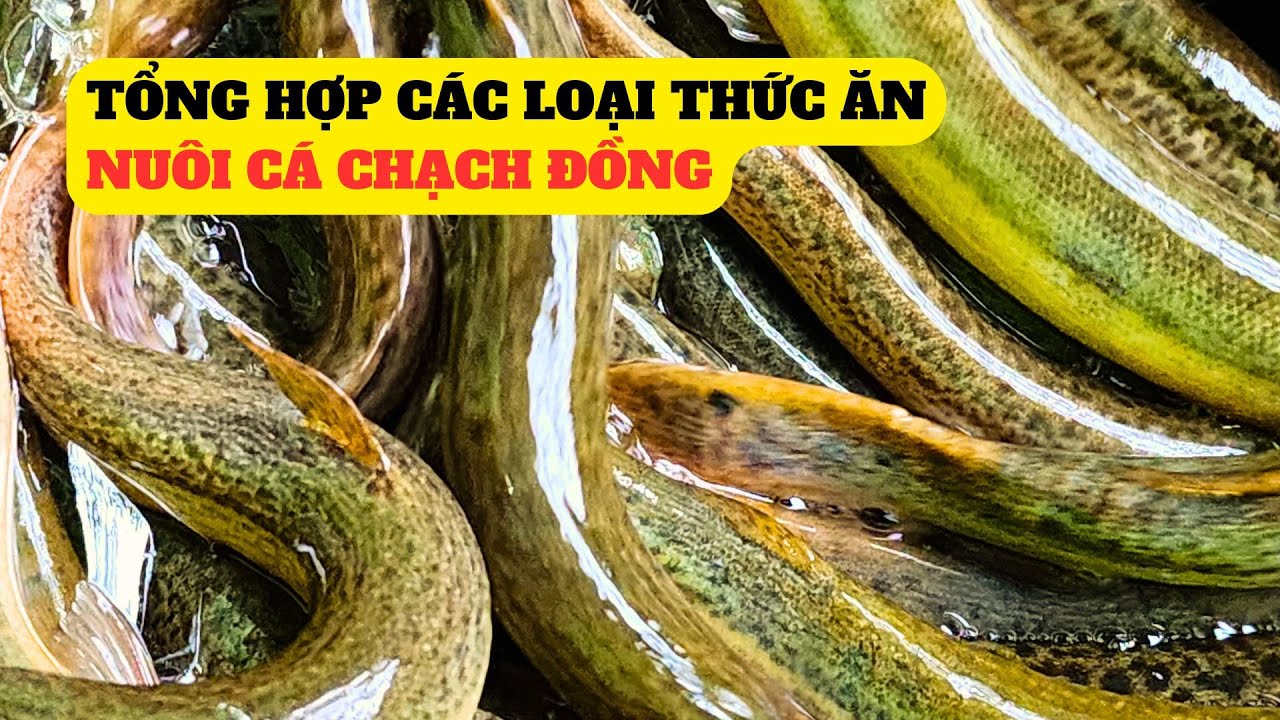 Tổng Hợp Các Loại Thức Ăn Nuôi Cá Chạch Đồng - Trại Giống Đông Sơn