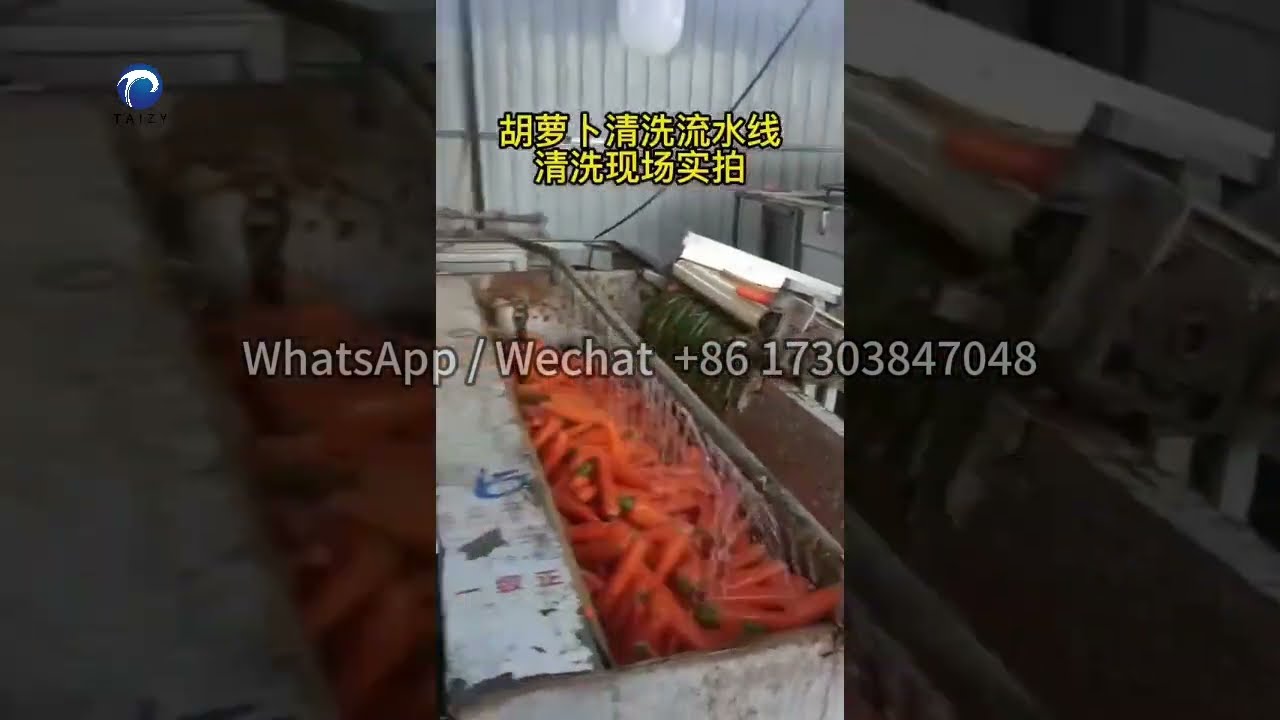 6 ton/h Bubble Brush Cleaning Machine | Fresh Carrot Washing Line