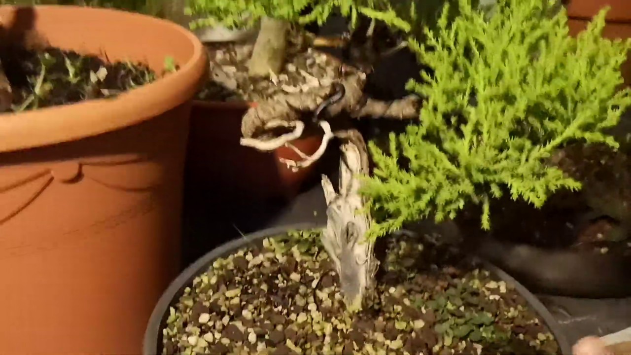 cupressus macrocarpa gold crest ( cypress)bonsai from ikea plan  introduction
