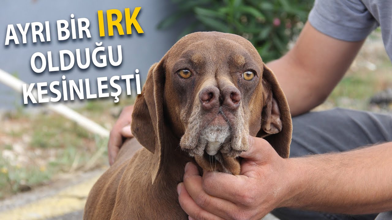 Çatalburunların Ayrı Bir Irk Olduğu Kesinleşti