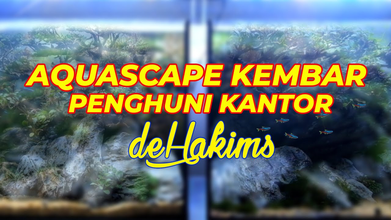 MENANG BANYAK !!! AQUASCAPE KEMBAR SANG JUARA DUNIA ADA DI KANTOR