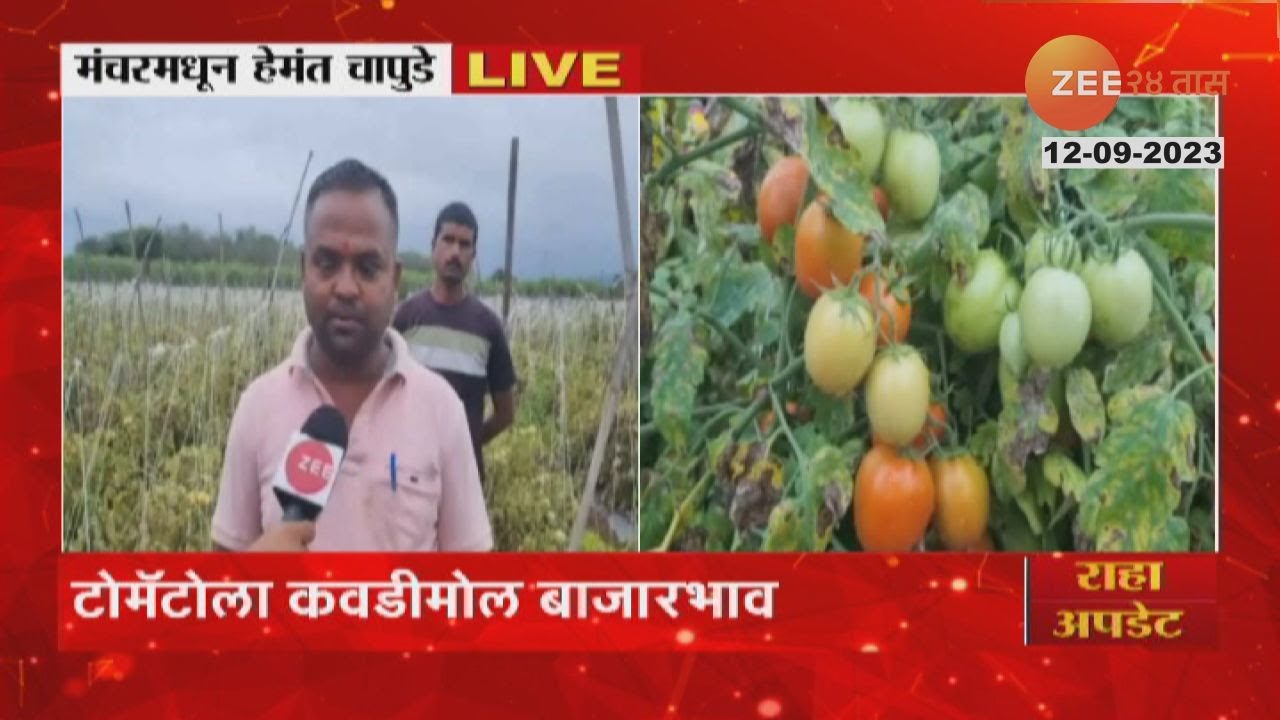 Tomato price Update: लाखमोलाचे टोमॅटोला कवडीमोलाचा भाव! शेतकरी अडचणीत | zee 24 taas