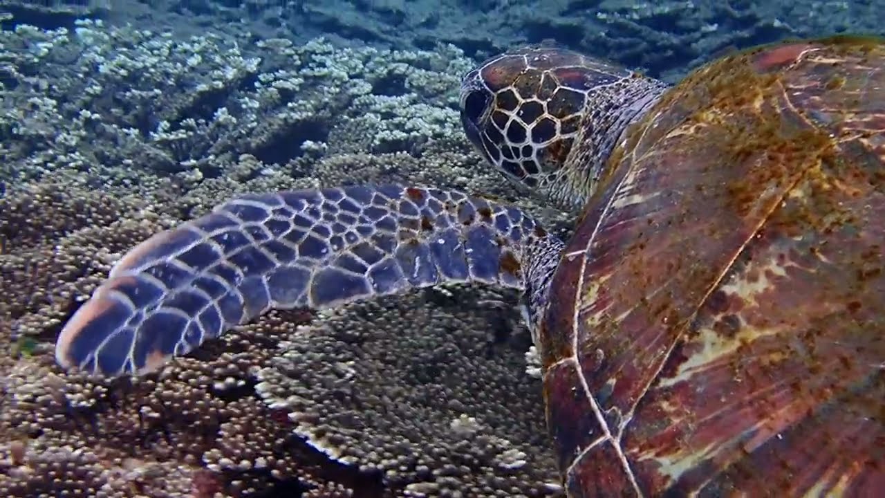 八丈島底土港　カメ視点