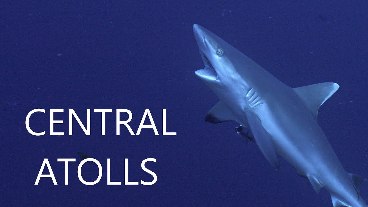 Central Atolls - Scubadiving the MALDIVES 4K (Panasonic Lumix GH6)