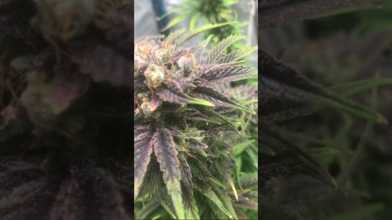Think Difrent from Dutch Passion, with 13 weeks already ready for the cut