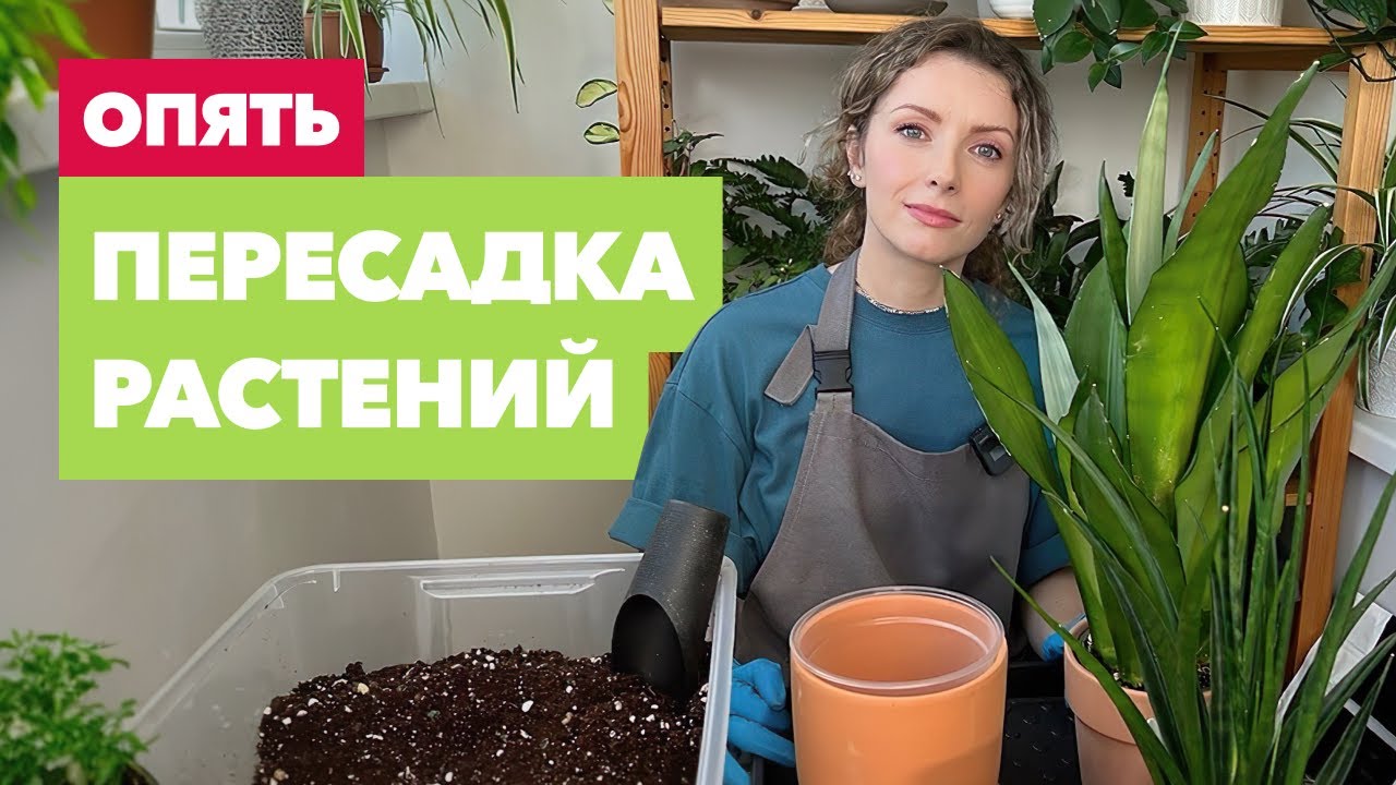 Пересадка комнатных растений и цветов » Июль 2023
