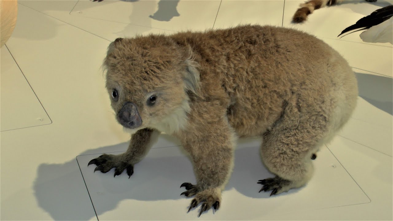 Museum Natuurwetenschappen Brussel