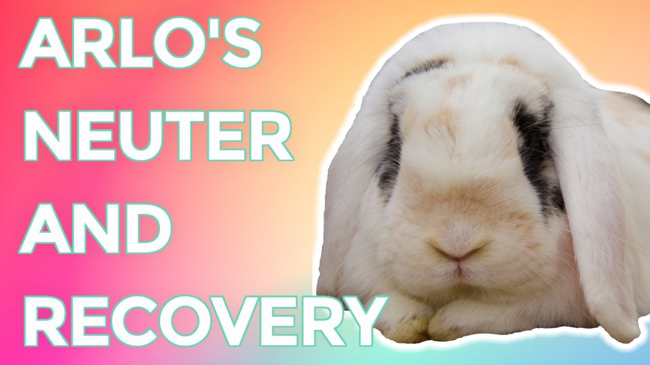 Rabbit Neuter And Recovery | The First Week
