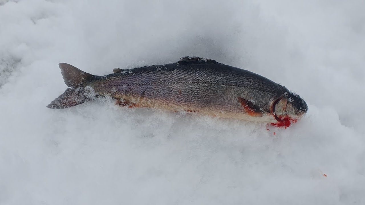 Isfishing in the forest (My first brook trout)