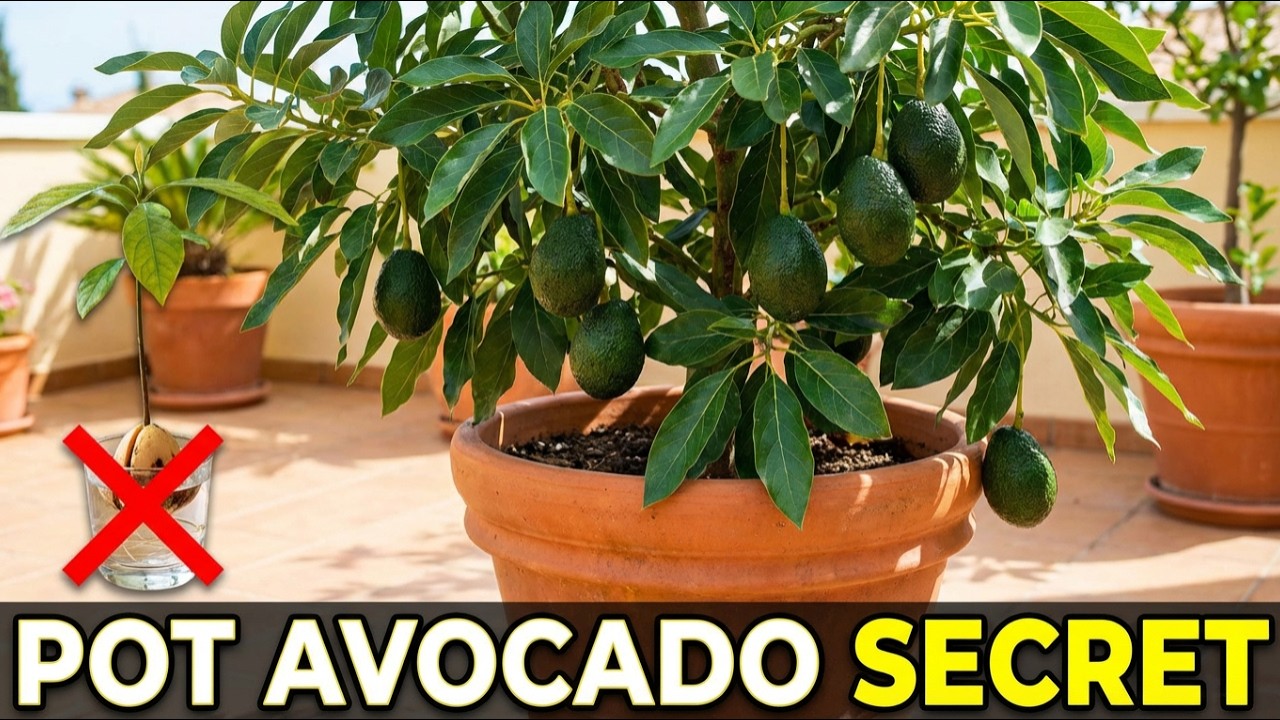 How to Grow Avocados in Pots (No Toothpicks!) | Container Avocado Tree Step-by-Step