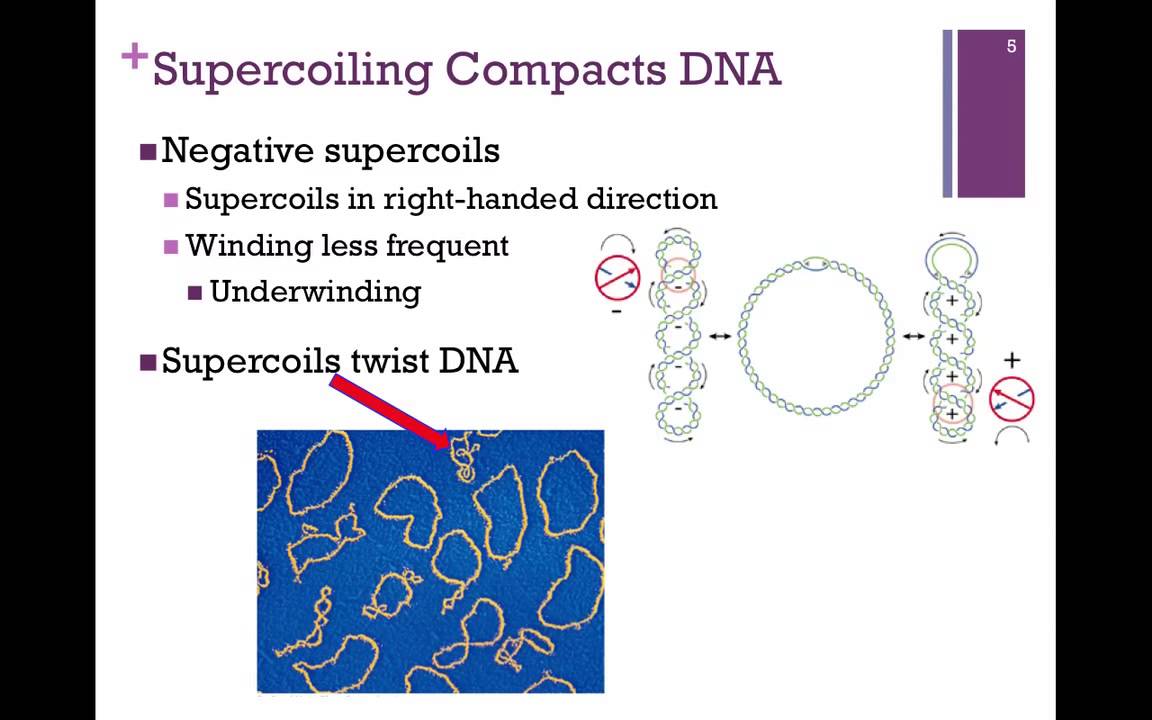 159-DNA Supercoiling & Topoisomerases