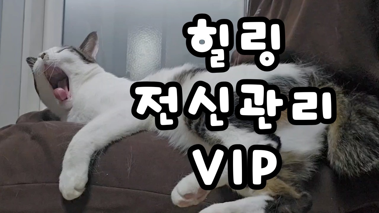 묵은 겨울털 쏙쏙 빠진다💖 고양이 딥 브러싱 ASMR