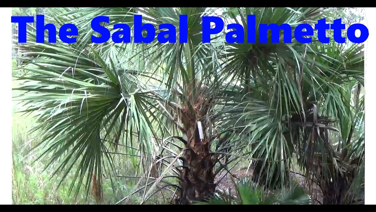 The Sabal Palmetto!