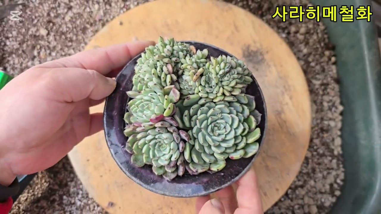 철화키우기 종합선물셋트~^^  #사라히메철화