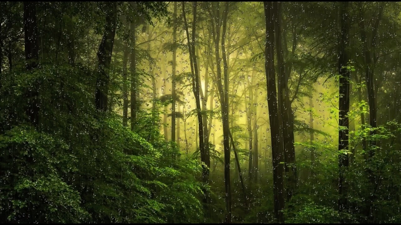 Deep Forest Rain 🌧️ Golden Mist Morning | 8 Hours Nature Rain Sounds for Deep Sleep & Relaxing