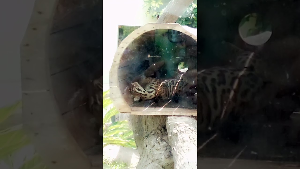 y seguimos señores visitando a todos los animales en el parque de las leyendas🐅🦭🦦🐟