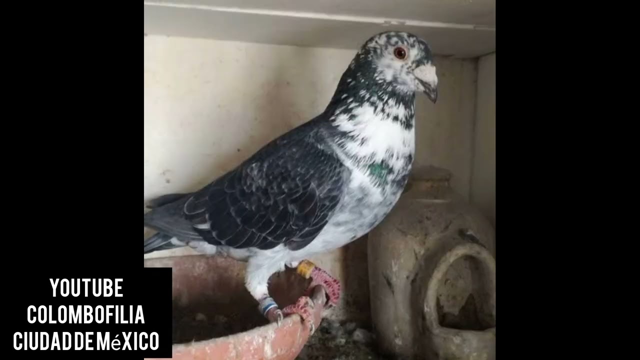 No compres una paloma de fondo sin saber esto!!! Porque no servir&aacute;!!!!