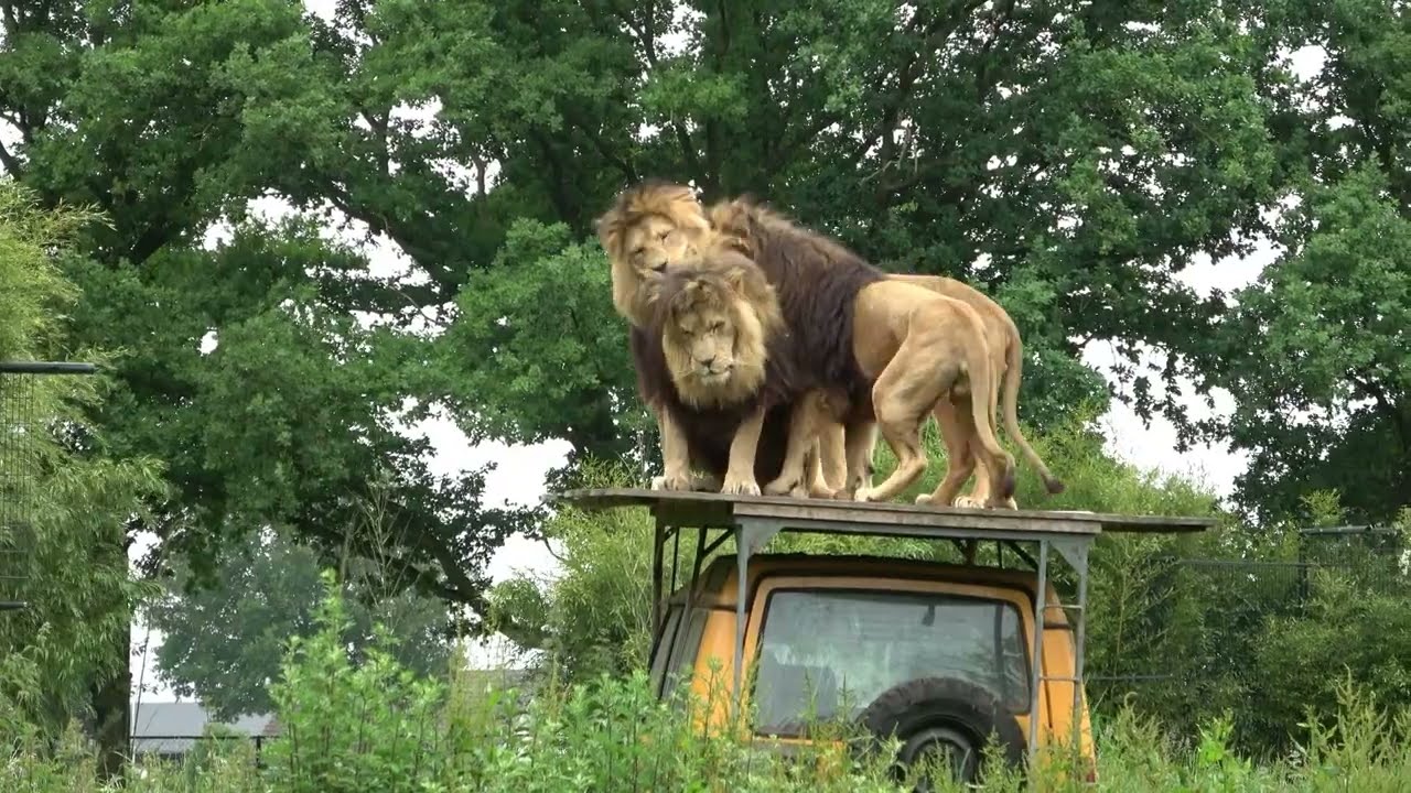 Bro, what are you doing?