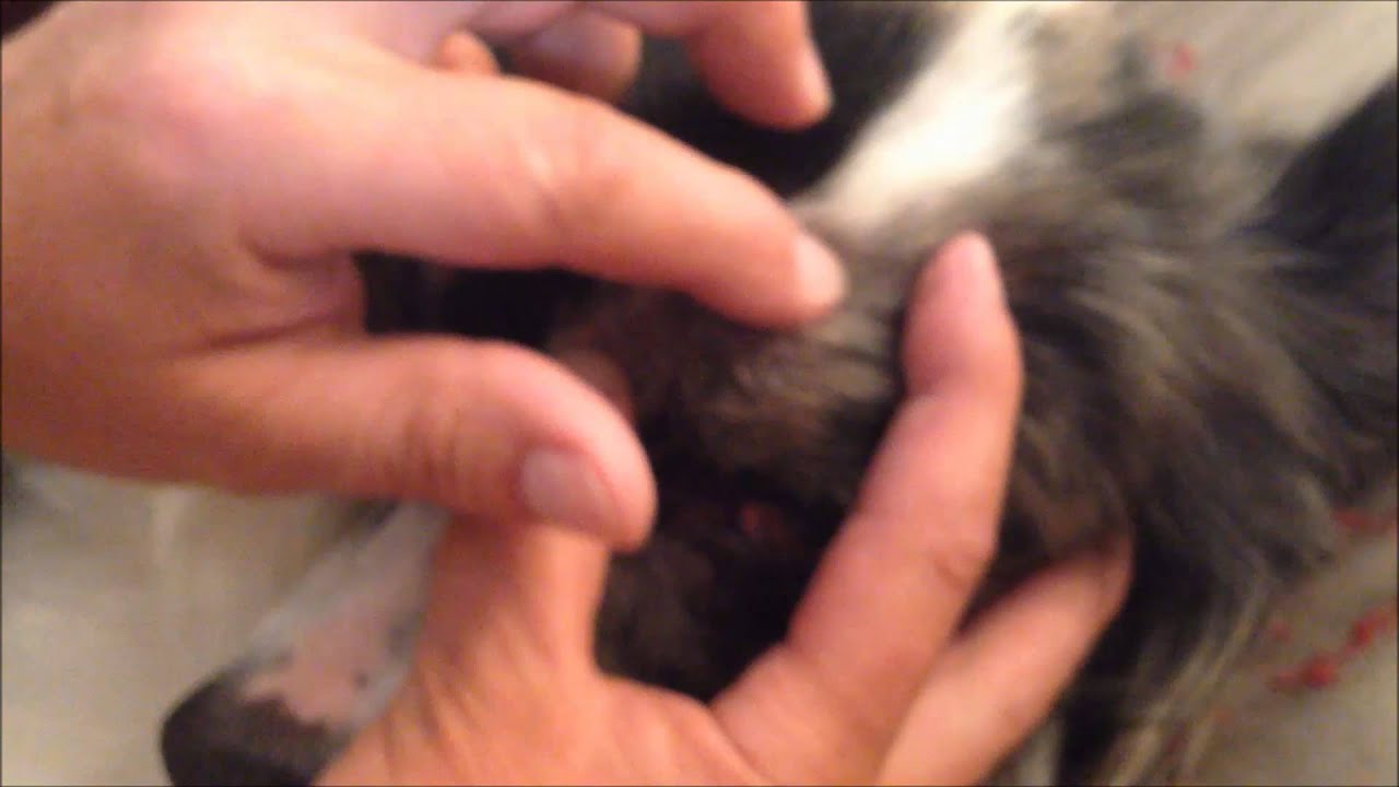 Safe and Easy Tick Removal, No Tweezers and No Pain.