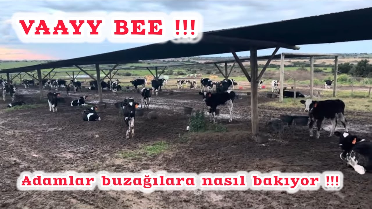 URUGUAY ‘da KIŞ MEVSİMİ ! HOLSTEİN BUZAĞILARIN YAŞAM ŞARTLARINI SİZİN İÇİN GÖRÜNTÜLEDİM. #holstein