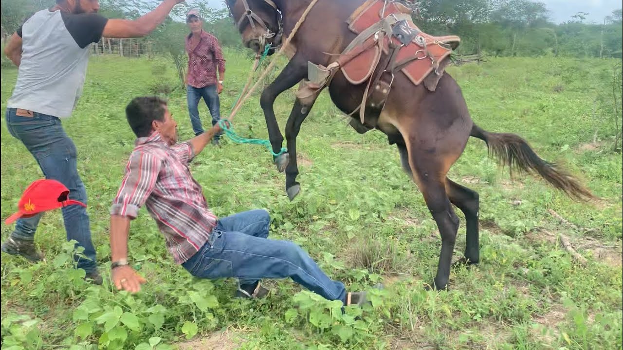 shampoo do gado Caiu do burro cravinho confiram
