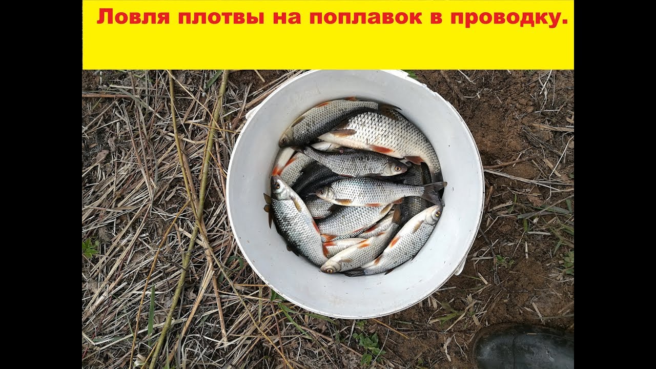 Ловля плотвы на поплавок в проводку. Рыбалка на реке Салаца.