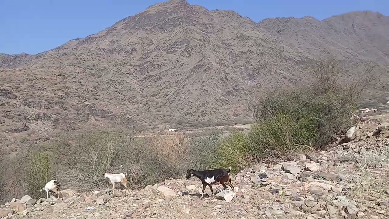 الماعز فى الجبل فى الصباح