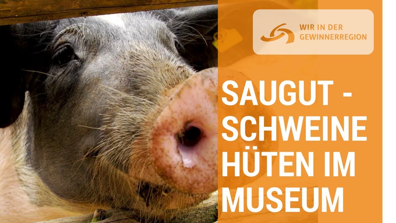Schweine hüten wie vor 200 Jahren im Freilichtmuseum | Wir in der Gewinnerregion