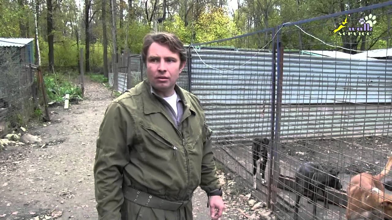 Ездовой спорт, дрессировка ездовых собак