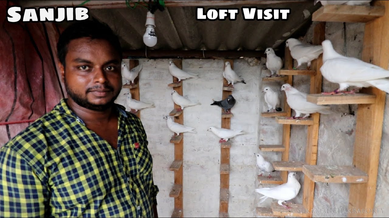 SANJIB DA PULSAR -TRIPLAR  PIGEON LOFT VISIT ( LILUAH HOWRAH ) - 8777689592
